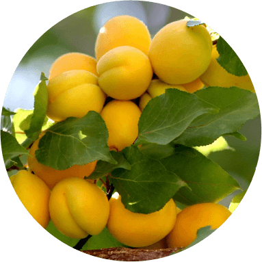 apricot_1
